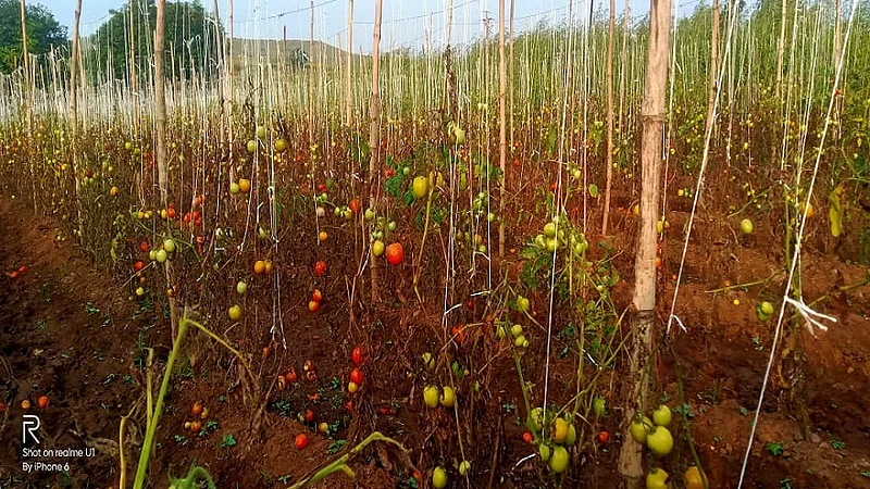 tomatoes farm.jpg