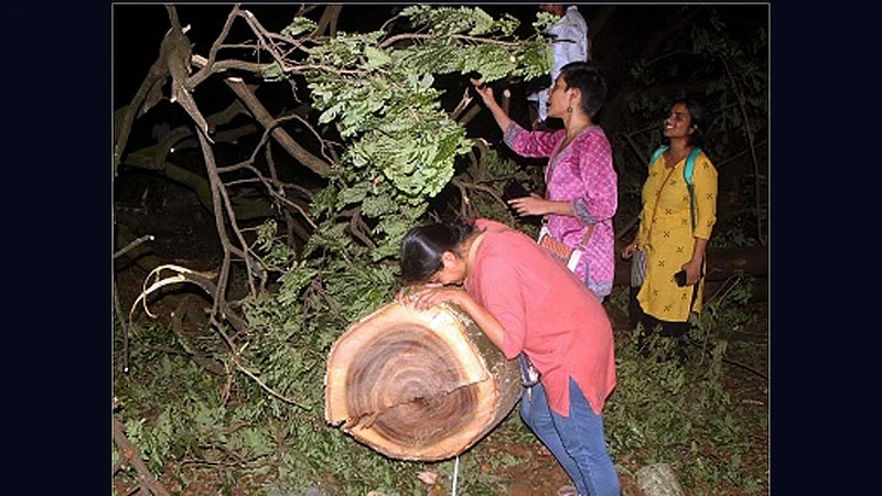 tree.jpg