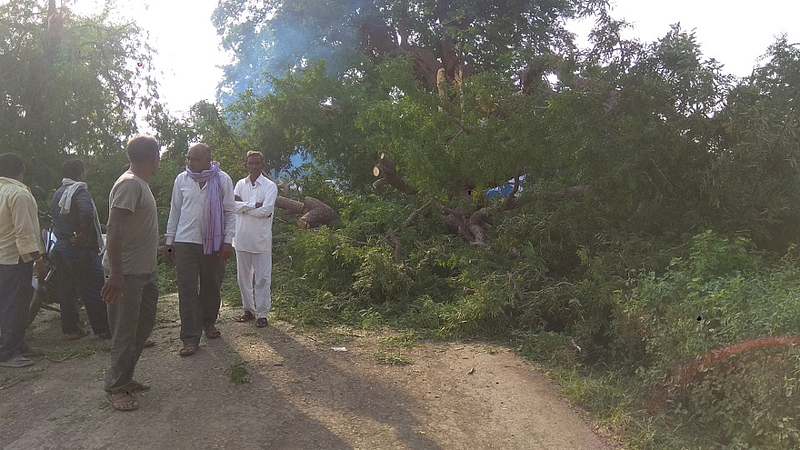 Akola News: A 150-year-old tamarind tree branch breaks and Bhavesh dies on the spot