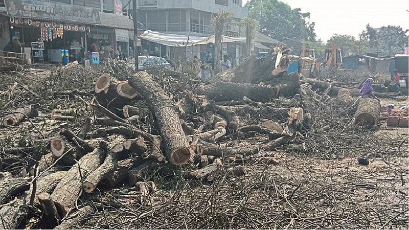 रोहा : मुंबई-गोवा महामार्ग रुंदीकरणाच्या कामात अडथळा ठरणारी कोलाड येथील झाडे तोडण्यात आली आहेत.