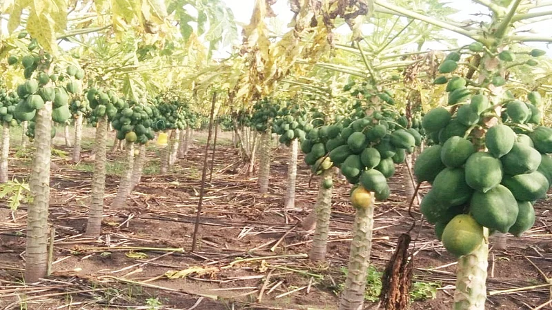 umarga news photo.jpg