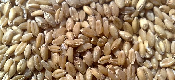 Wheat stopped coming from Madhya Pradesh in district...