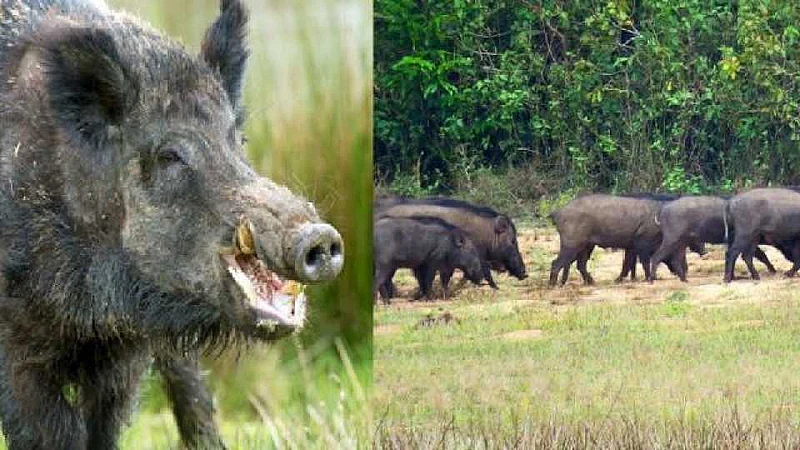 Akola News: Cows destroy banana crop