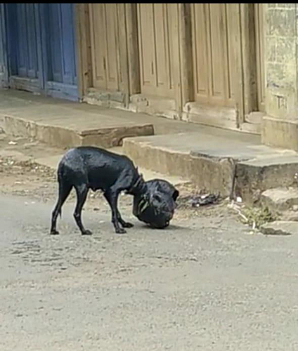 Two young men rescued the dog in utur kolhapur