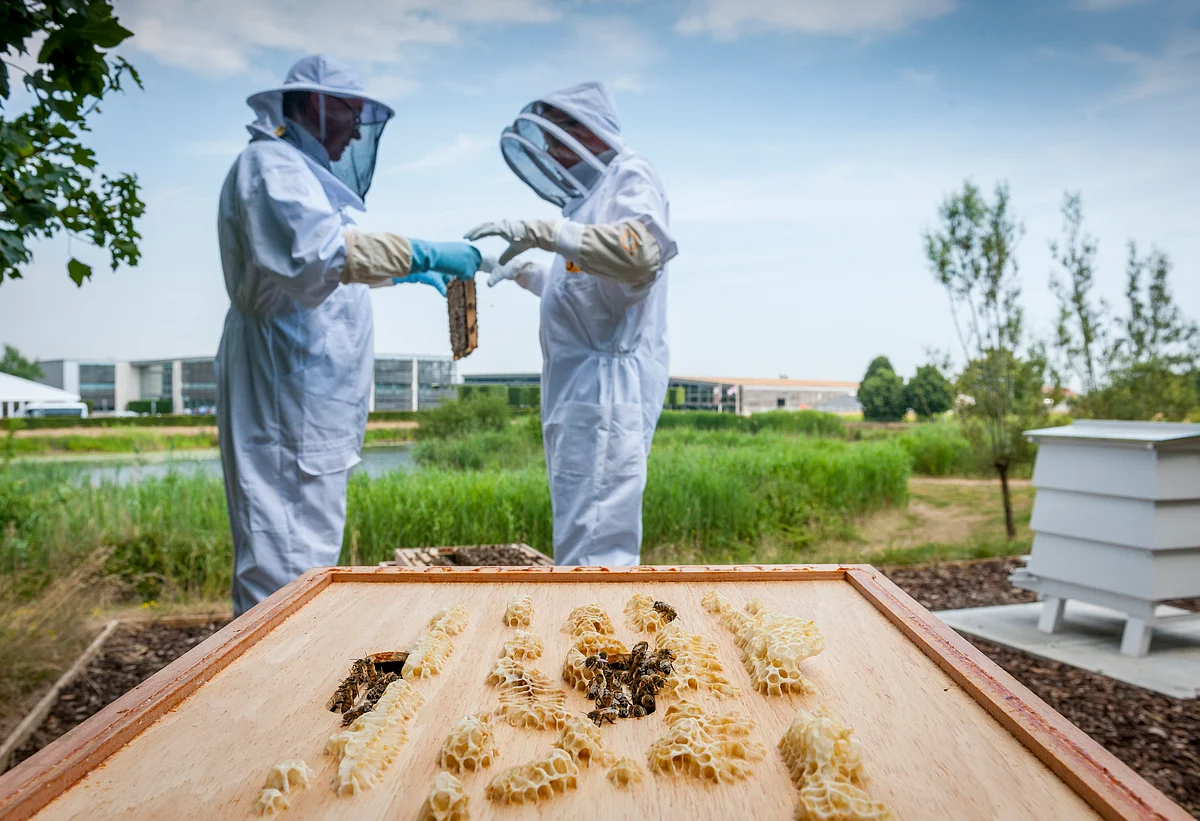 Beekeepers at the Rolls-Royce Apiary, Goodwood