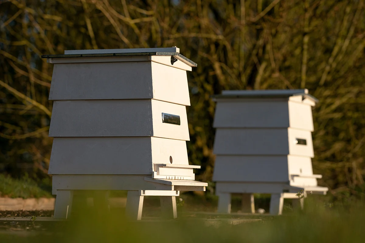 Close-up of the beehives at the Rolls-Royce apiary, Goodwood