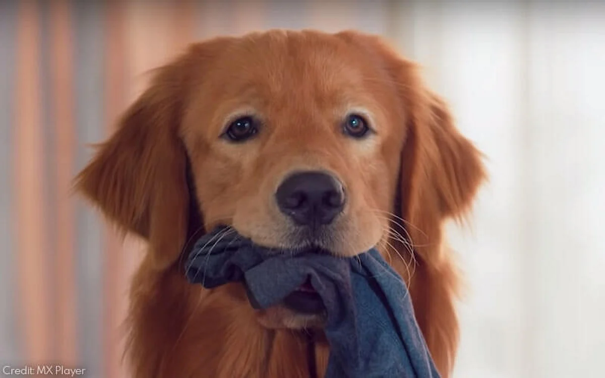 Cheesecake Review: This TVF Series About Dogs Is Mediocre Urban Storytelling At Its Most Boring