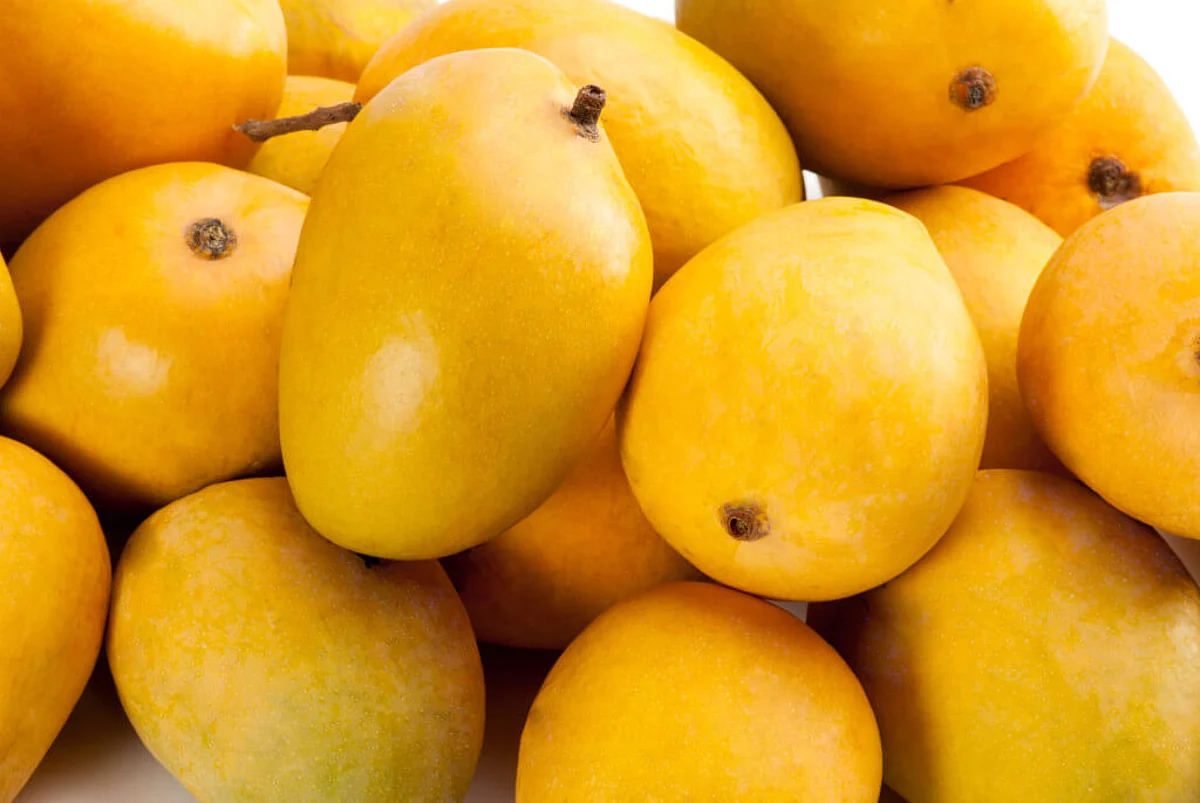 The GI-tagged Indian mango goes completely traceable