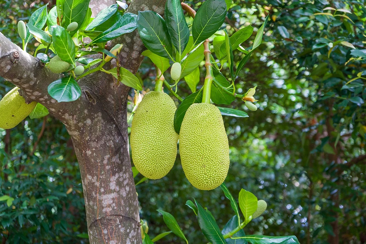 Bengaluru exports processed & organic jackfruit to Germany