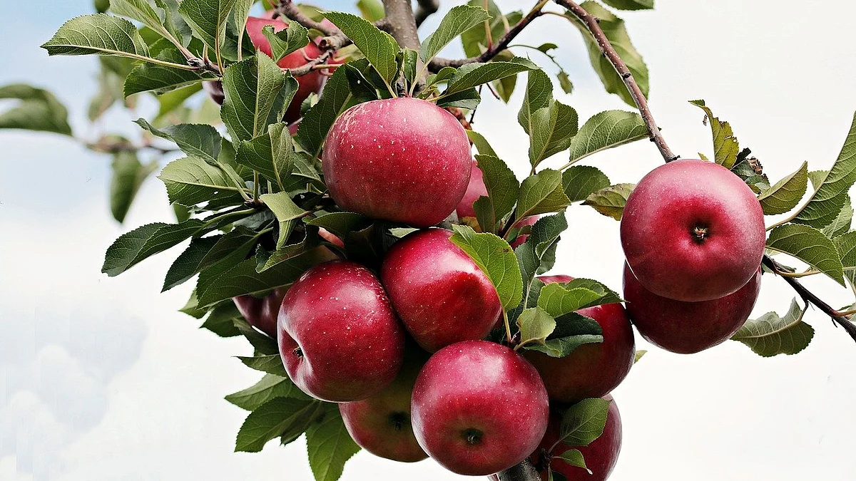 Himachal farmer develops low-chilling apple variety