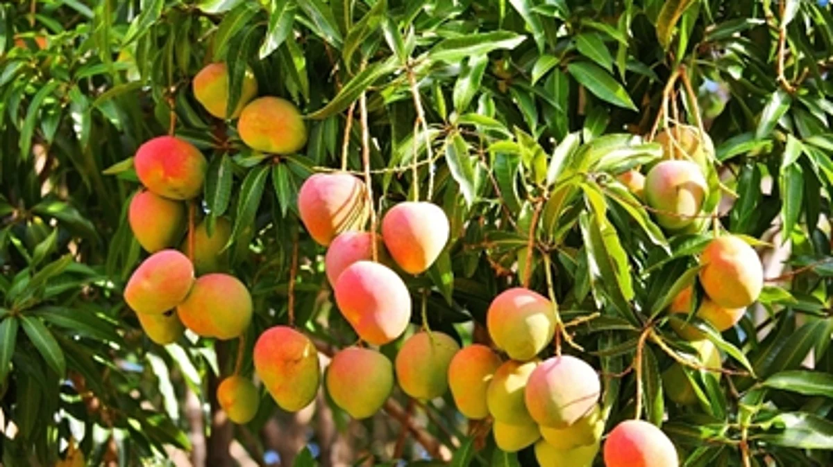 Mango, 'king of fruits' is intrinsic part of Maharashtra's culture