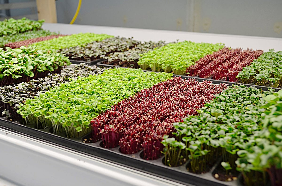 Microgreens The modern "Powerfood"