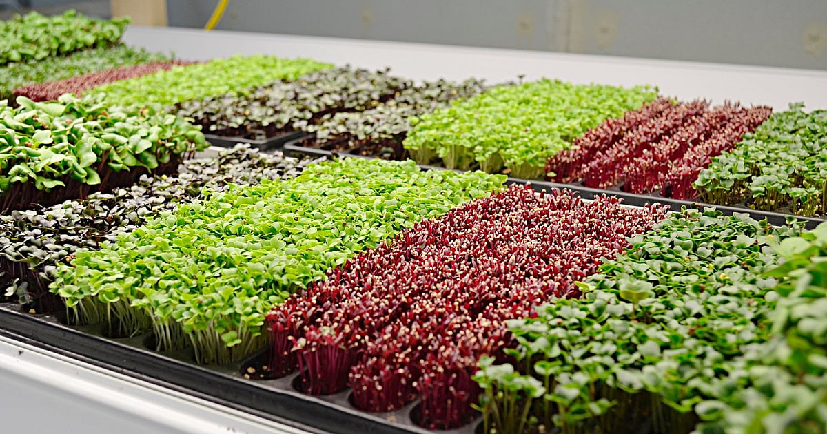 Micro Legumes Microgreens – The modern