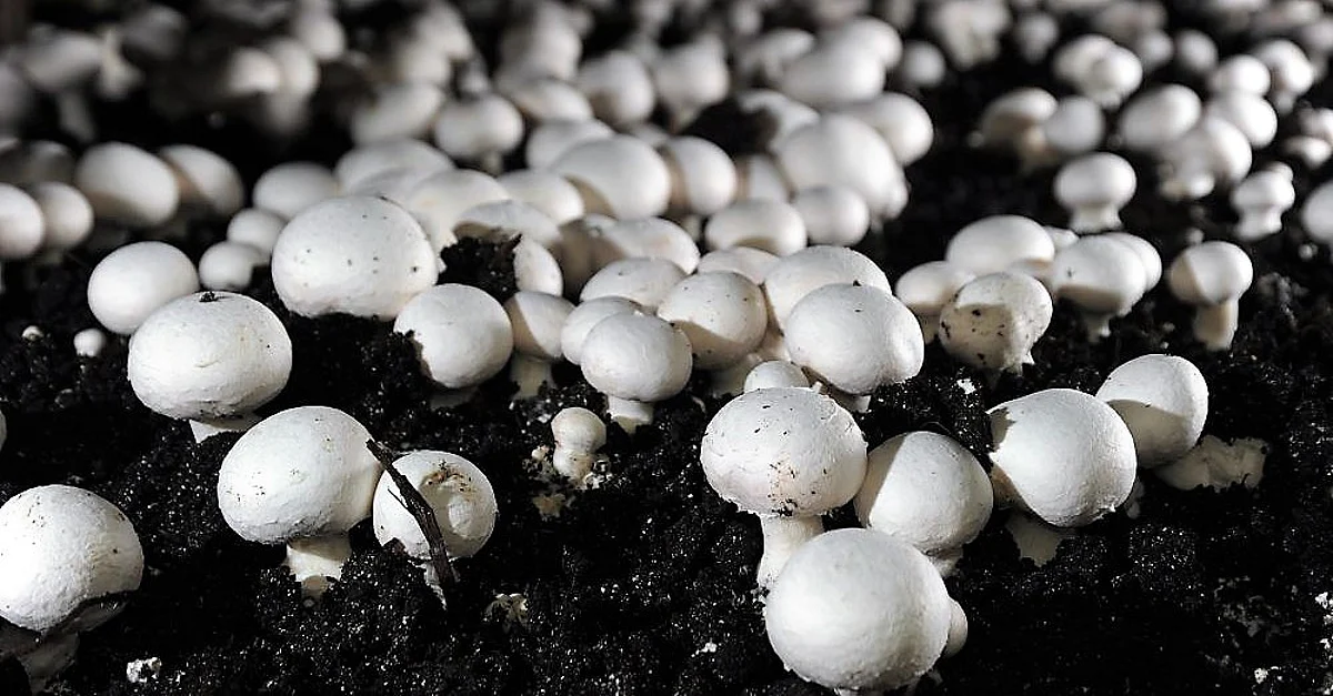 Agri-Tech player Arya organizes training on mushroom cultivation