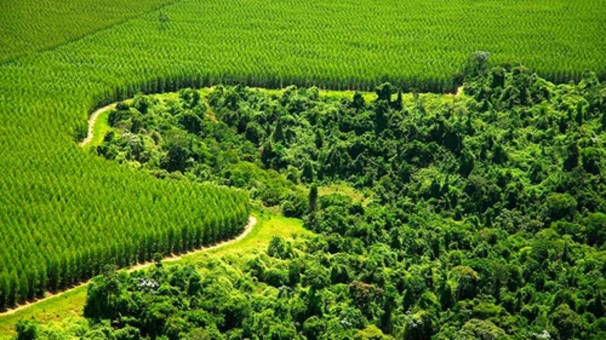 Stora Enso joins WWF’s Forests Forward impact platform