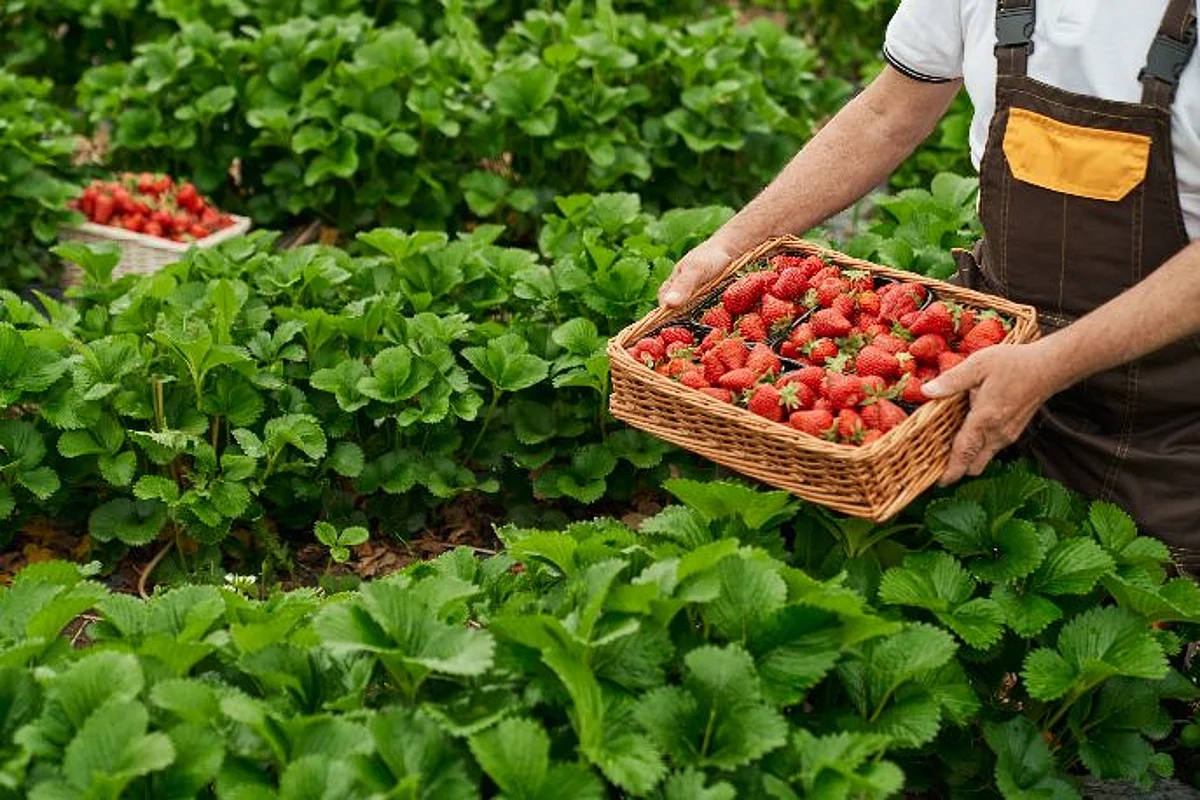 APEDA inks MoU with NAFED to benefit farmer cooperatives & FPOs