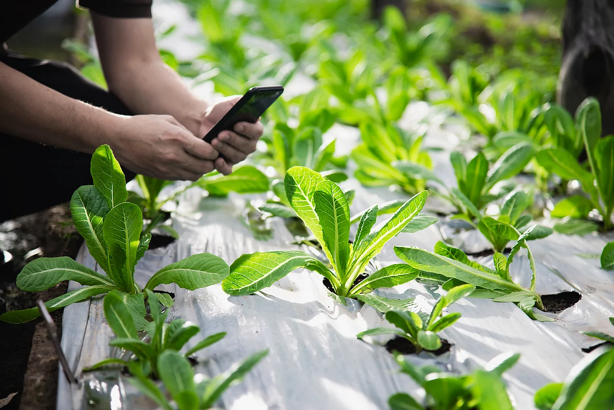 Kezzler & Farmforce partnership brings Field to Fork traceability