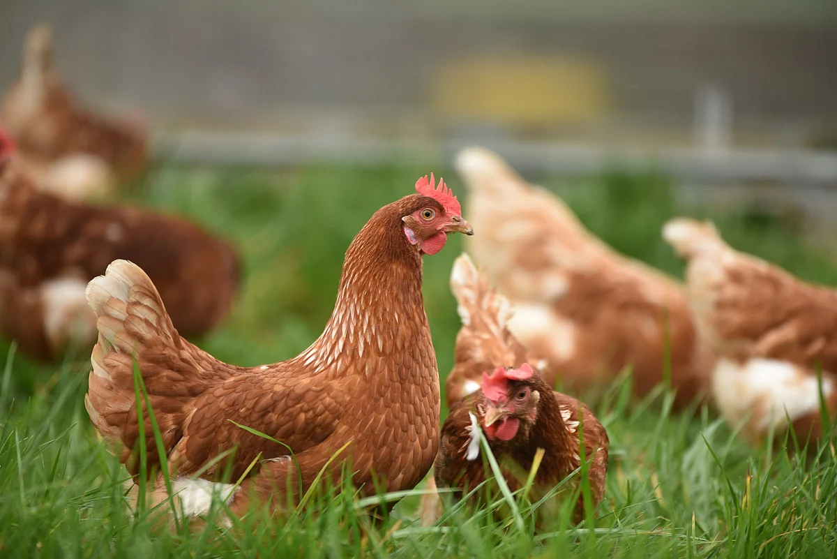 DSM acquires next-generation eubiotics platform start-up