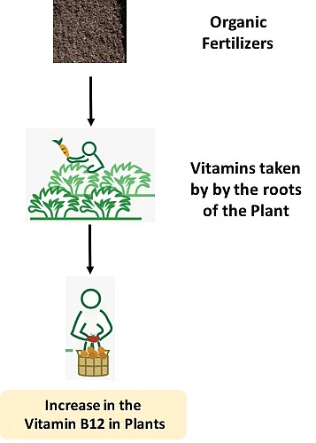 Use of organic fertilizers to boost vitamin B12 in vegetable