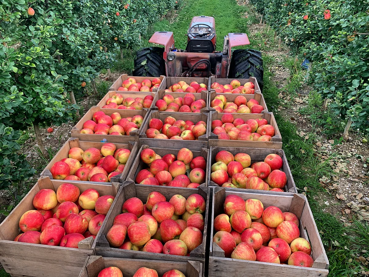 APEDA in collaboration with HPMC exports five varieties of apples to Bahrain