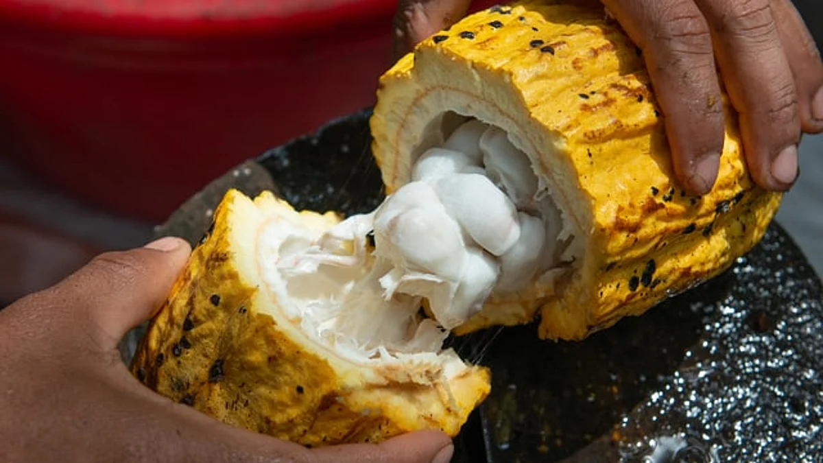 Cargill & AeroFarms partner for first-of-its-kind research focused on cocoa production