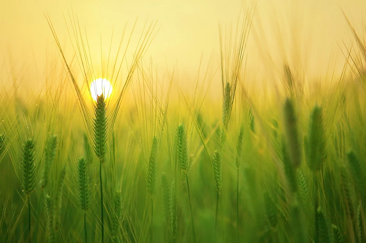 World Food Trust organizes a seminar on ‘Sustainable Agriculture and India towards Total Food Security’