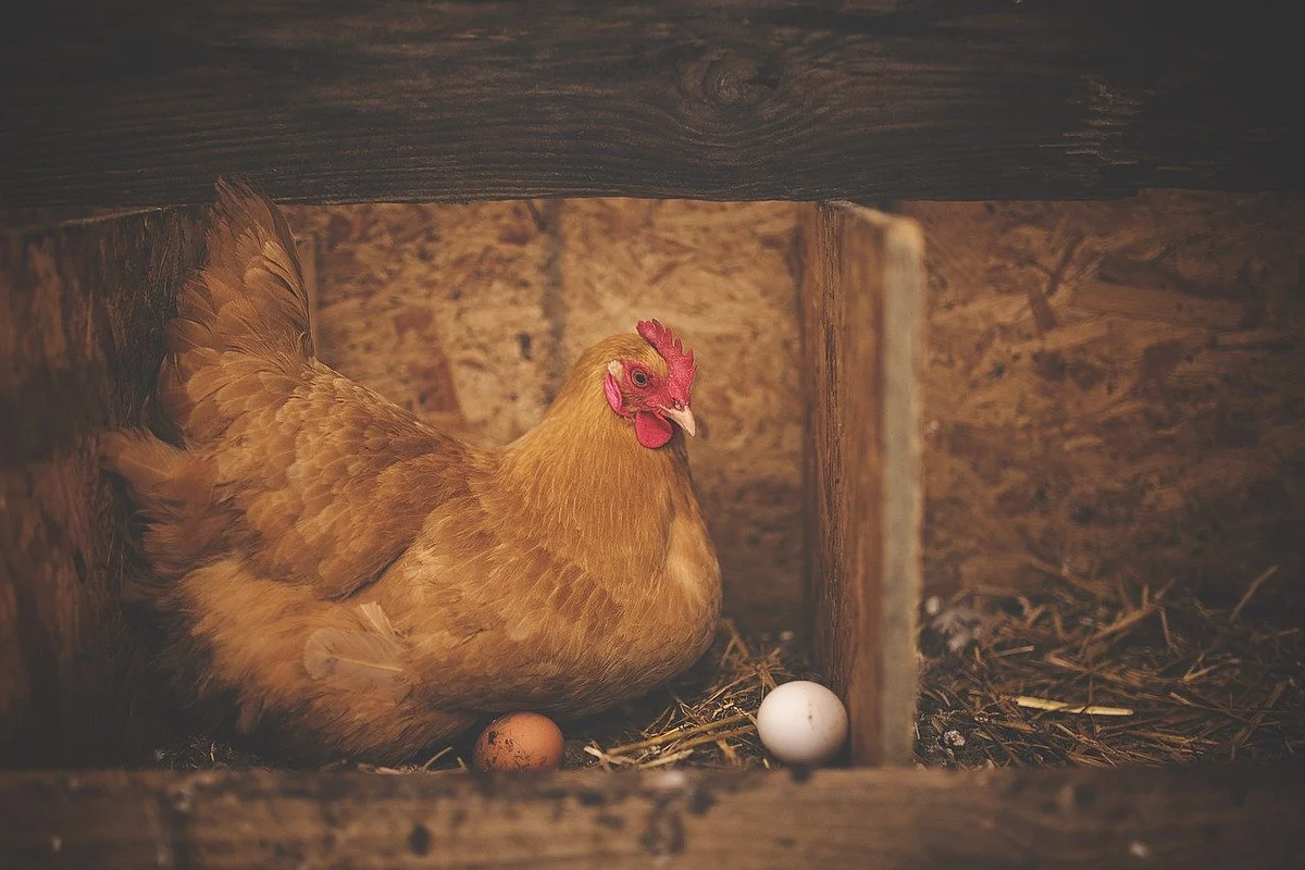 Cargill launches poultry feed with essential oils for maximized egg production