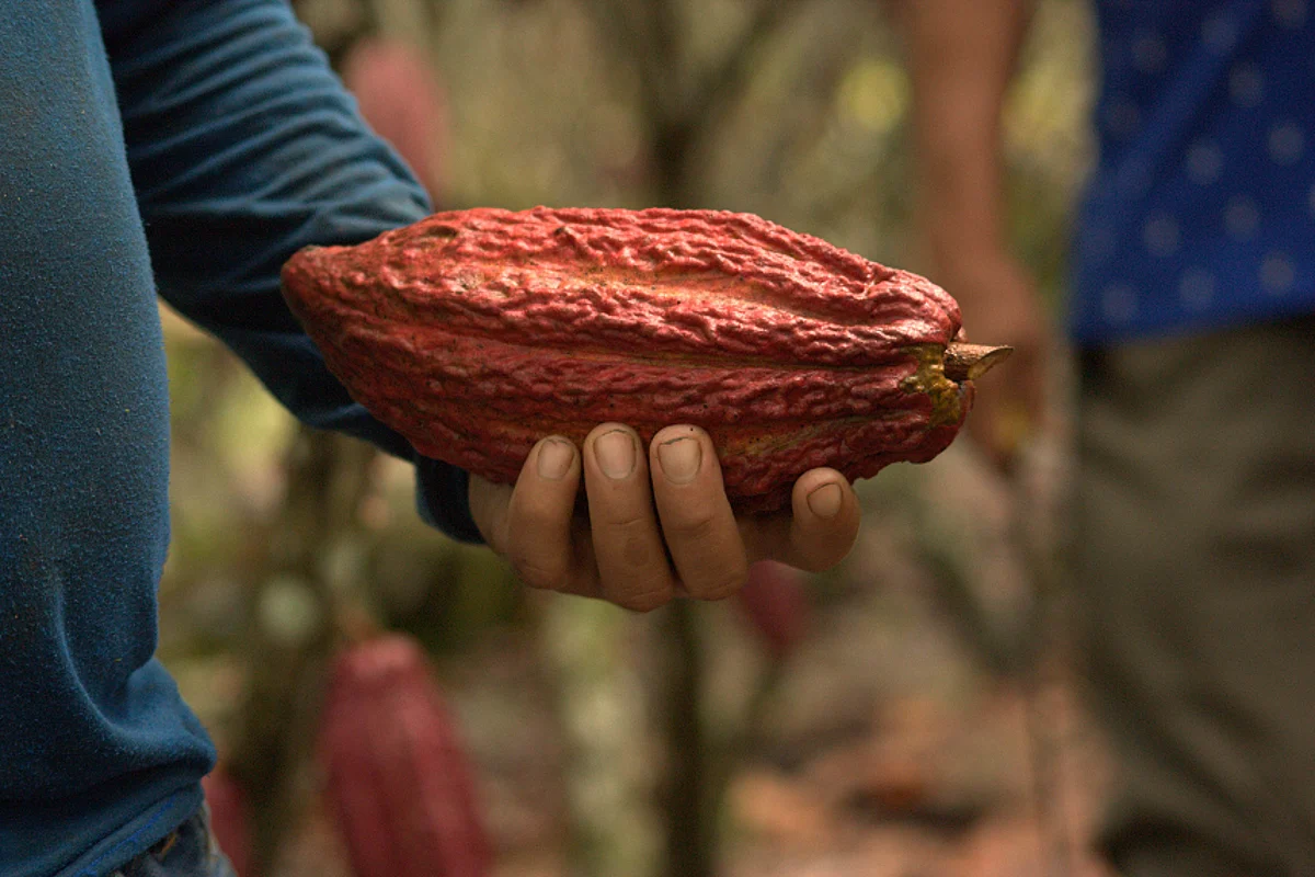 Mars Wrigley engages in a climate-smart venture for sustainable cocoa farming