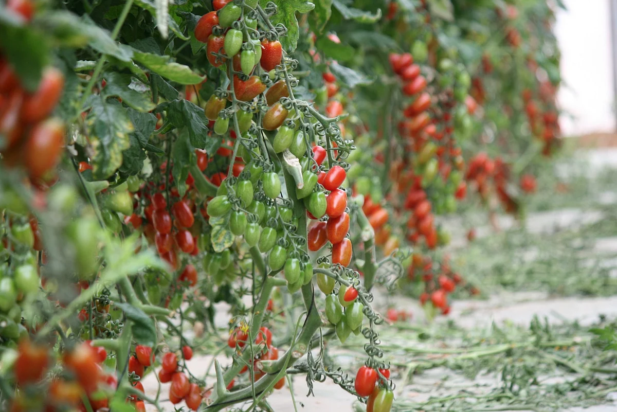 Knorr launches regenerative agriculture projects to reduce food’s climate impact