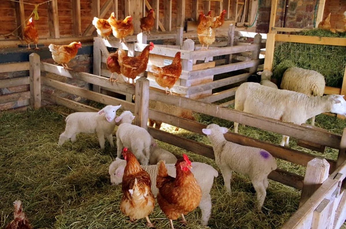 APEDA organizes National Business Meet on promoting exports of value-added meat products