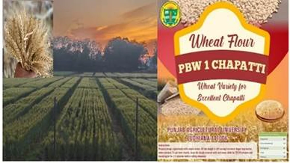 PAU develops a new premium quality wheat variety for soft & sweet chapatis