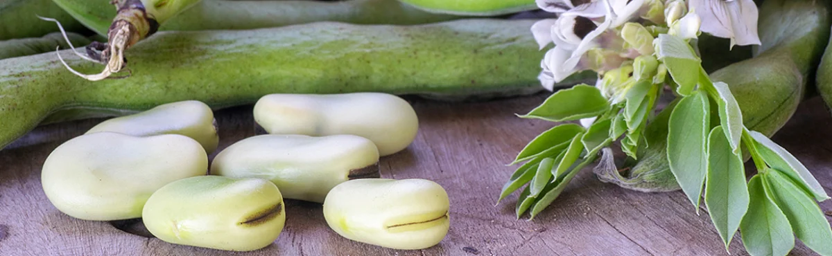 BENEO invests €50 million in pulse-processing plant