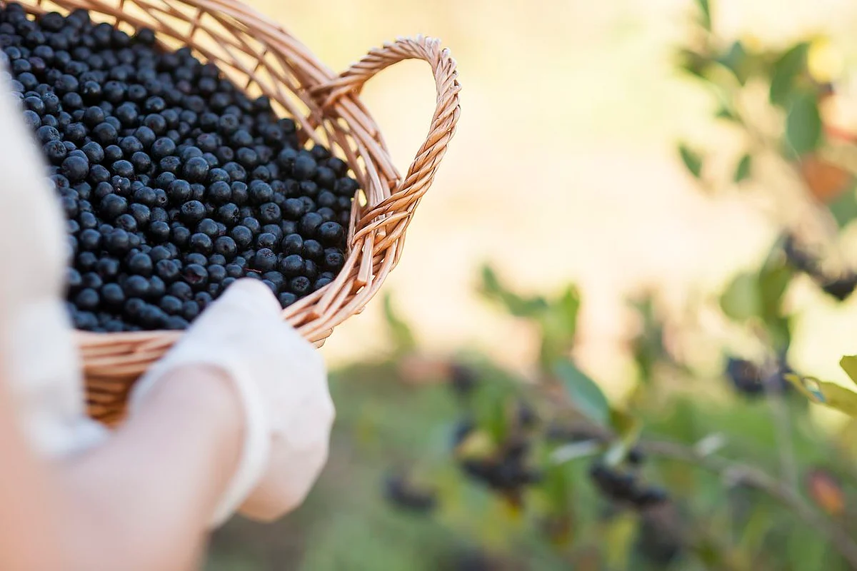 Symrise announces a range of Aronia health actives with high cellular antioxidant effects