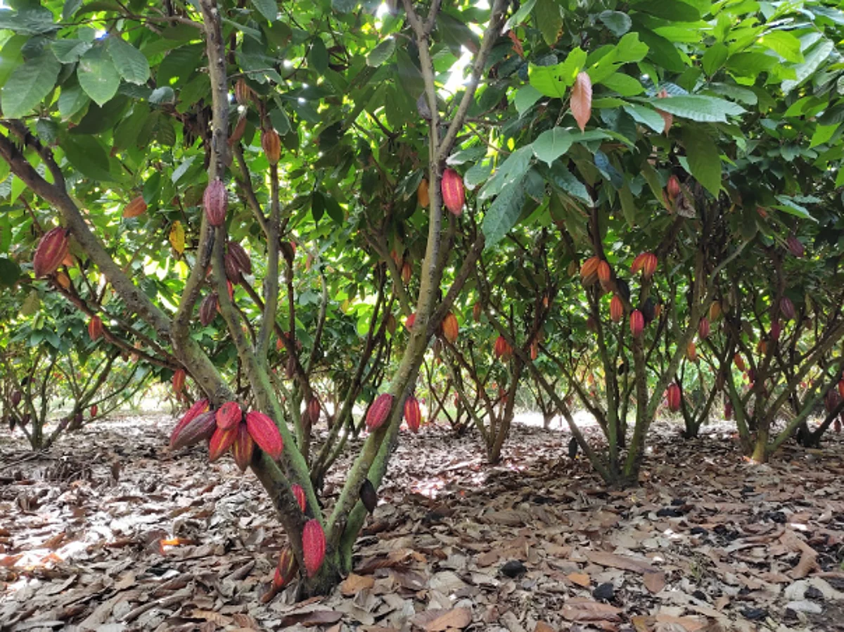 Barry Callebaut establishes 'Farm of the Future' to power cocoa farming research & innovation