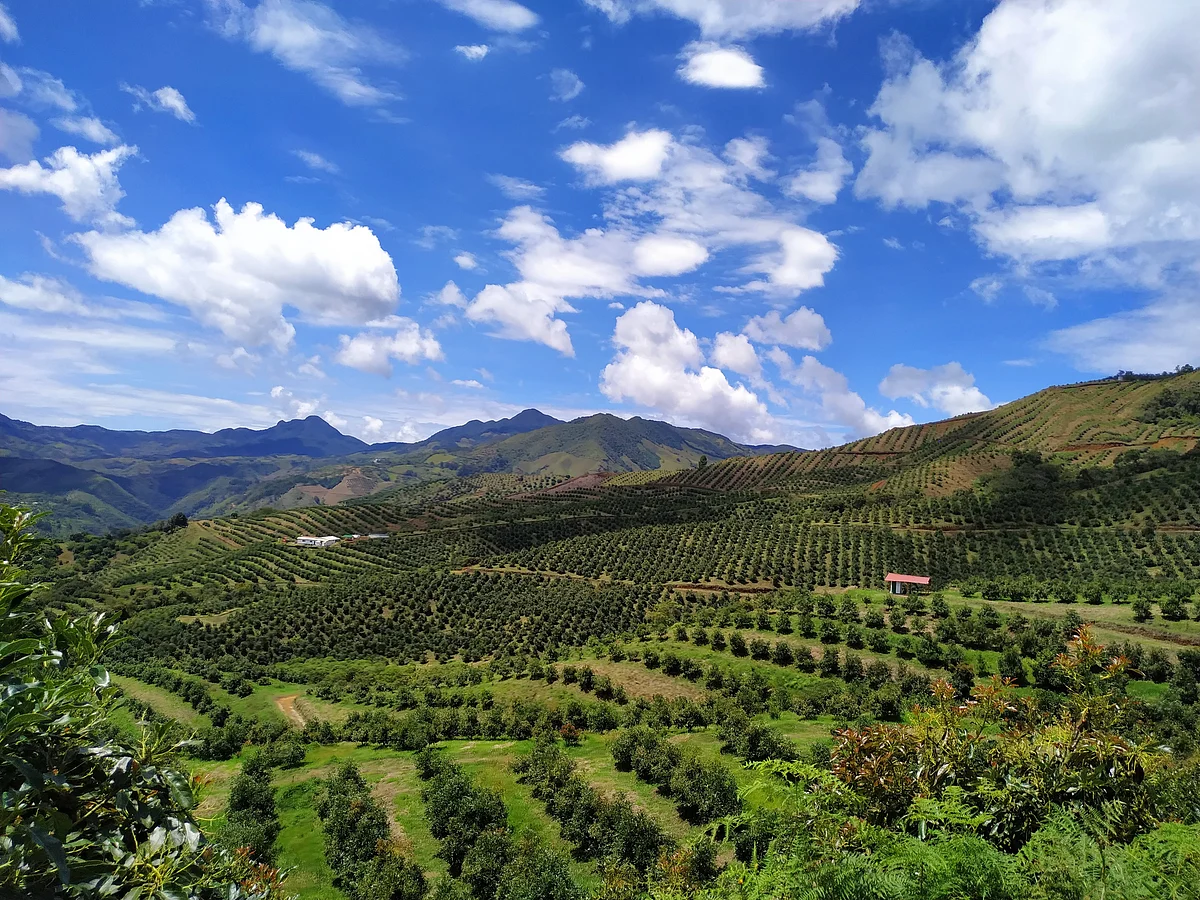 Westfalia's color of green: from avocados to carbon neutrality
