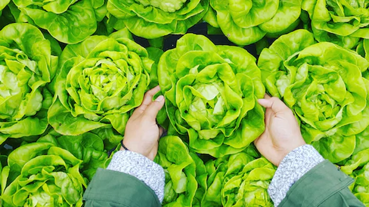 nurture.farm launches its incubation program catalyst for startups in the agri-tech space