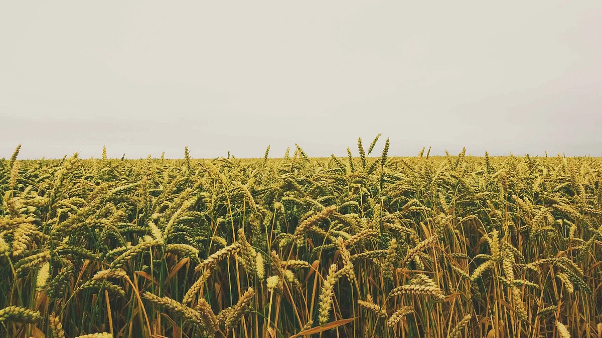 TraceX forays into Africa; partners with Ghanaian Agritech consulting firm Univision to offer traceability in the agri supply chain