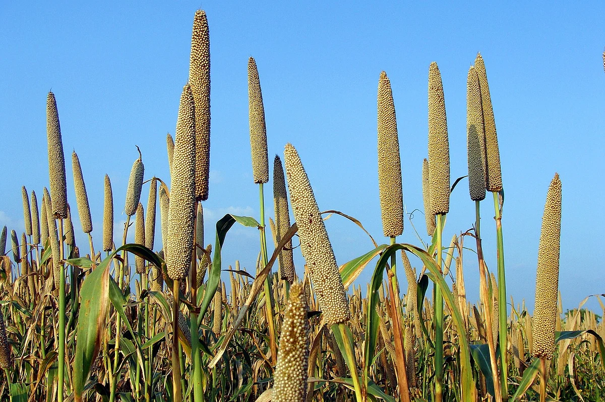 Centre formulates action plan to promote exports of millets and value-added products of millets
