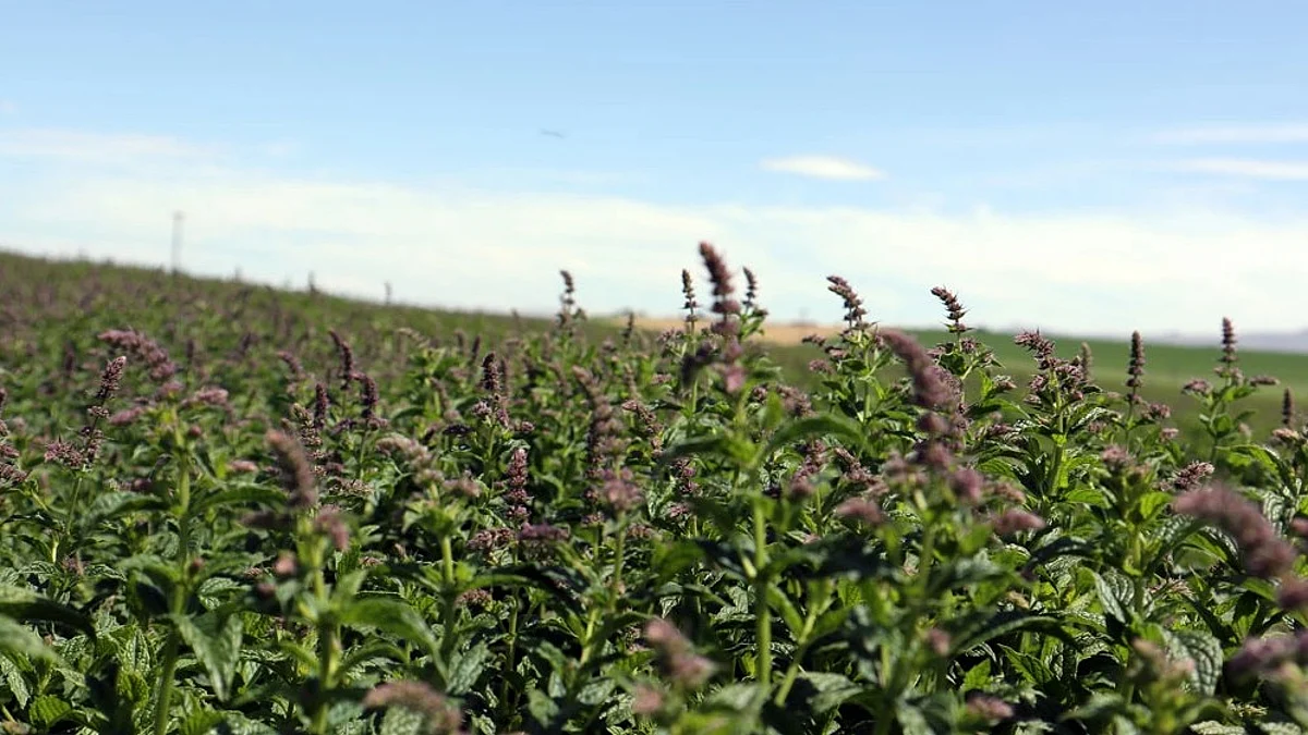 Verified mint for Symrise from cooperation partner Norwest Ingredients