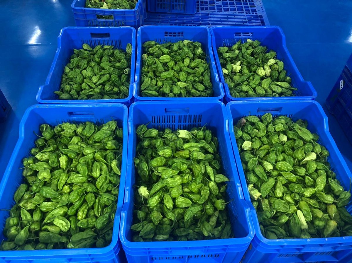 King Chilli 'Raja Mircha' from Nagaland exported to London for the