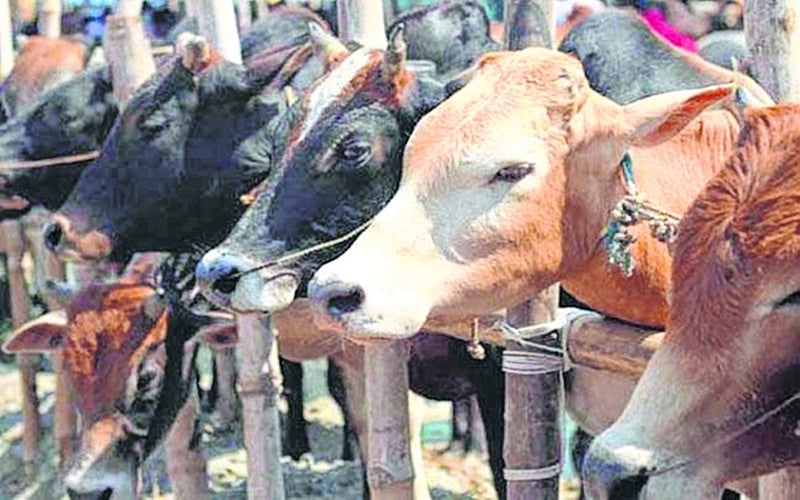 Four stray cows found dead in school shut for summer vacation