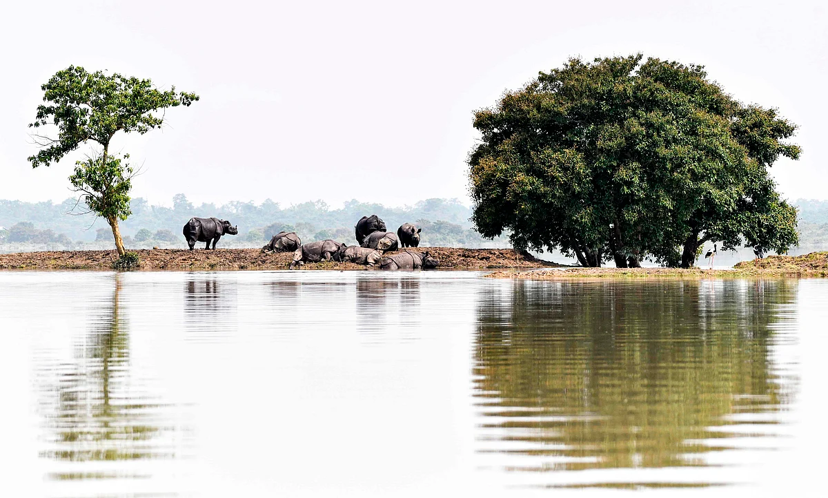 One-horned rhinoceros take shelter on a higher-land in the flood affected area of Kaziranga National Park in Assam on July 18, 2019.