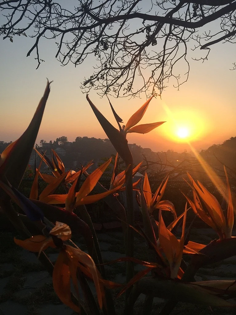 Letter from the hills: Lost in White Park Forest