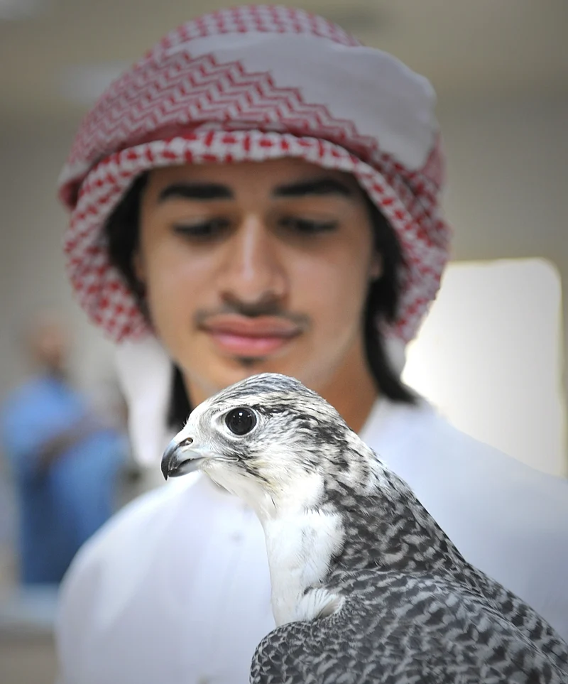 Falcon point: Space for birds of prey to rest, recuperate and recharge