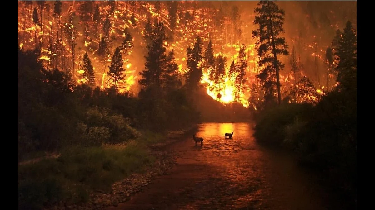 In Pics: Fires in Amazon rainforest rage at record rate