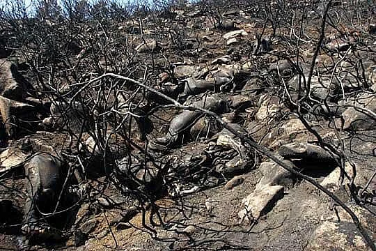 In Pics: Fires in Amazon rainforest rage at record rate