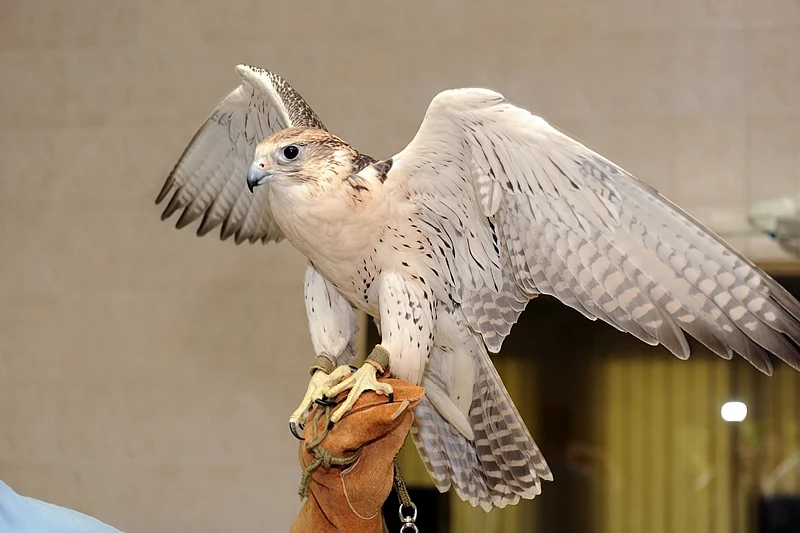 Falcon point: Space for birds of prey to rest, recuperate and recharge