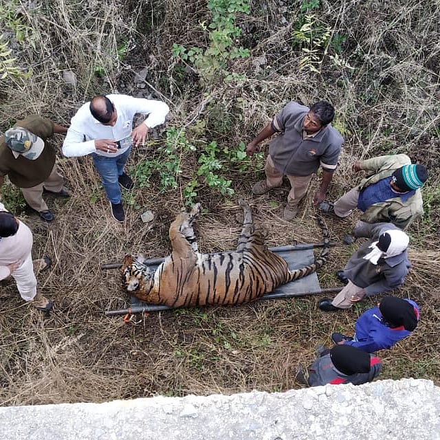 Tiger kills tigress in Udaipur bio park as visitors watch