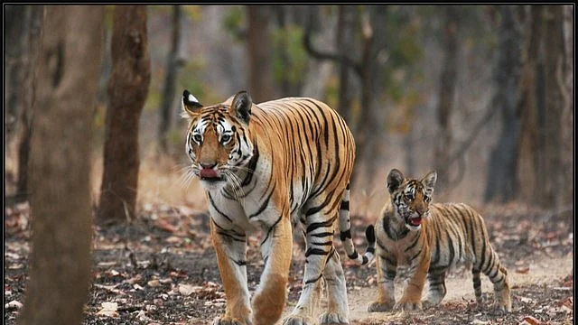India has an estimated 2,967 tigers; most in Madhya Pradesh