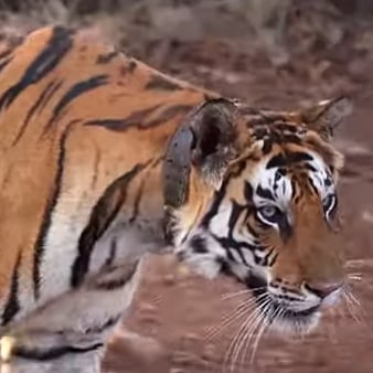 Emerald Forest – An EPIC Original celebrates the return of Tigers in Panna National Park
